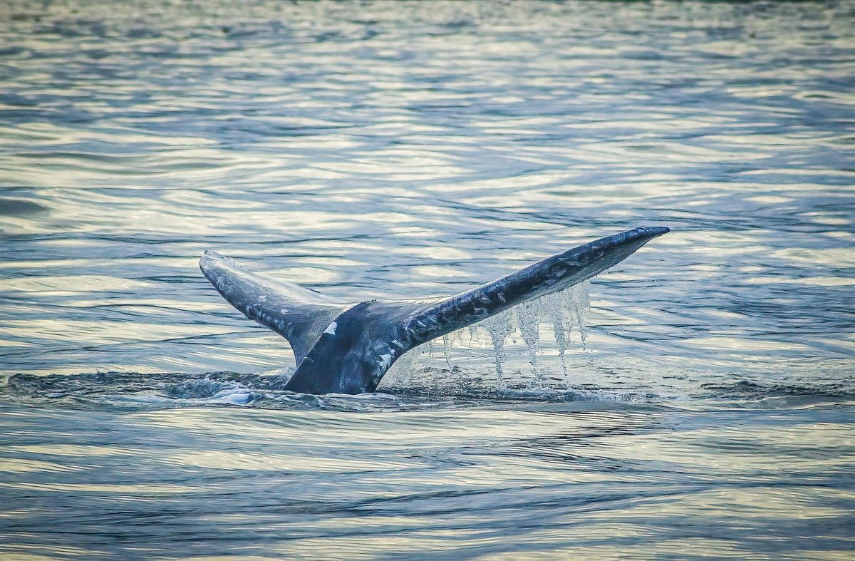 32nd  Annual B.C. Marine Mammal Symposium