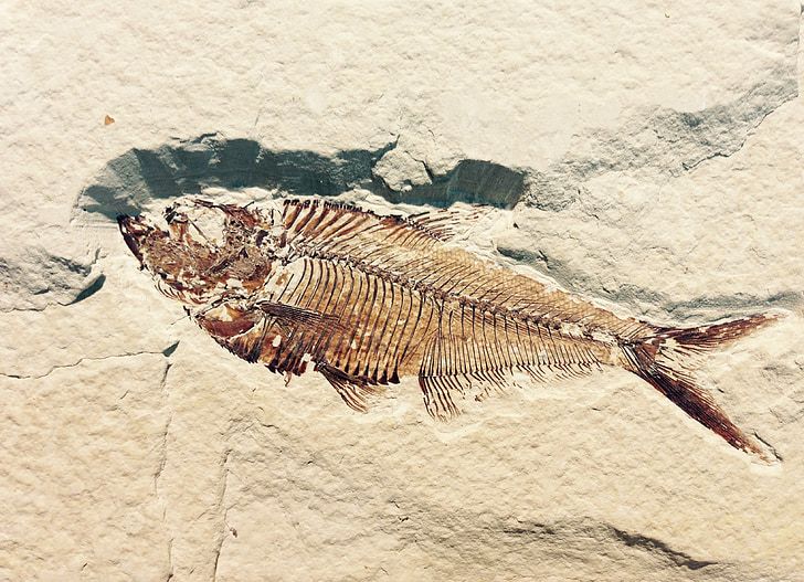 Wildlife Wednesday - Fossils