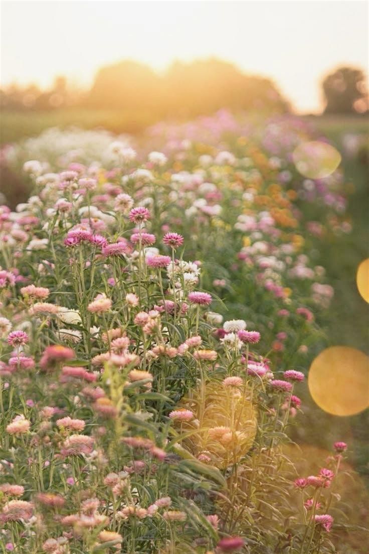 Farm Garden Party