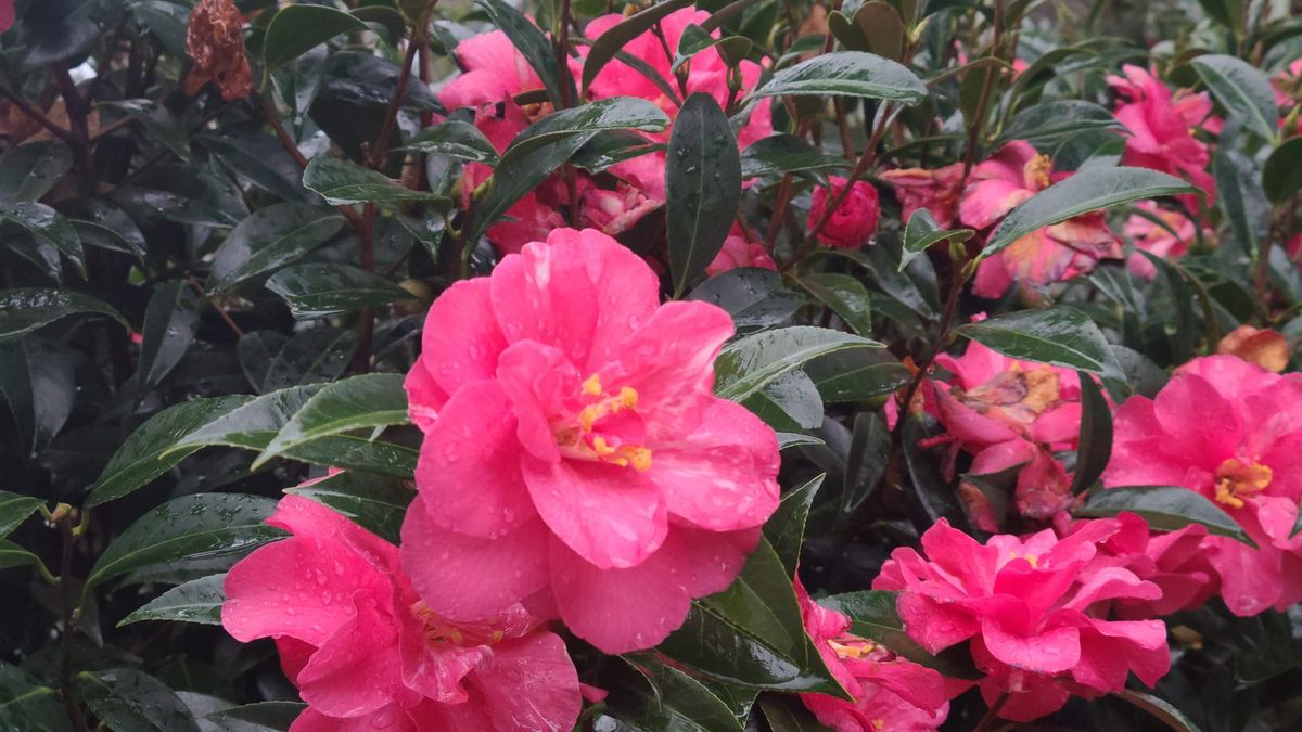 The Camellia: Appreciating a Classic Beauty