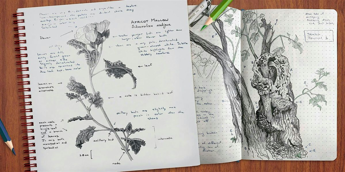 Nature Journaling: Sketching Manzanitas, Beauty in Branches