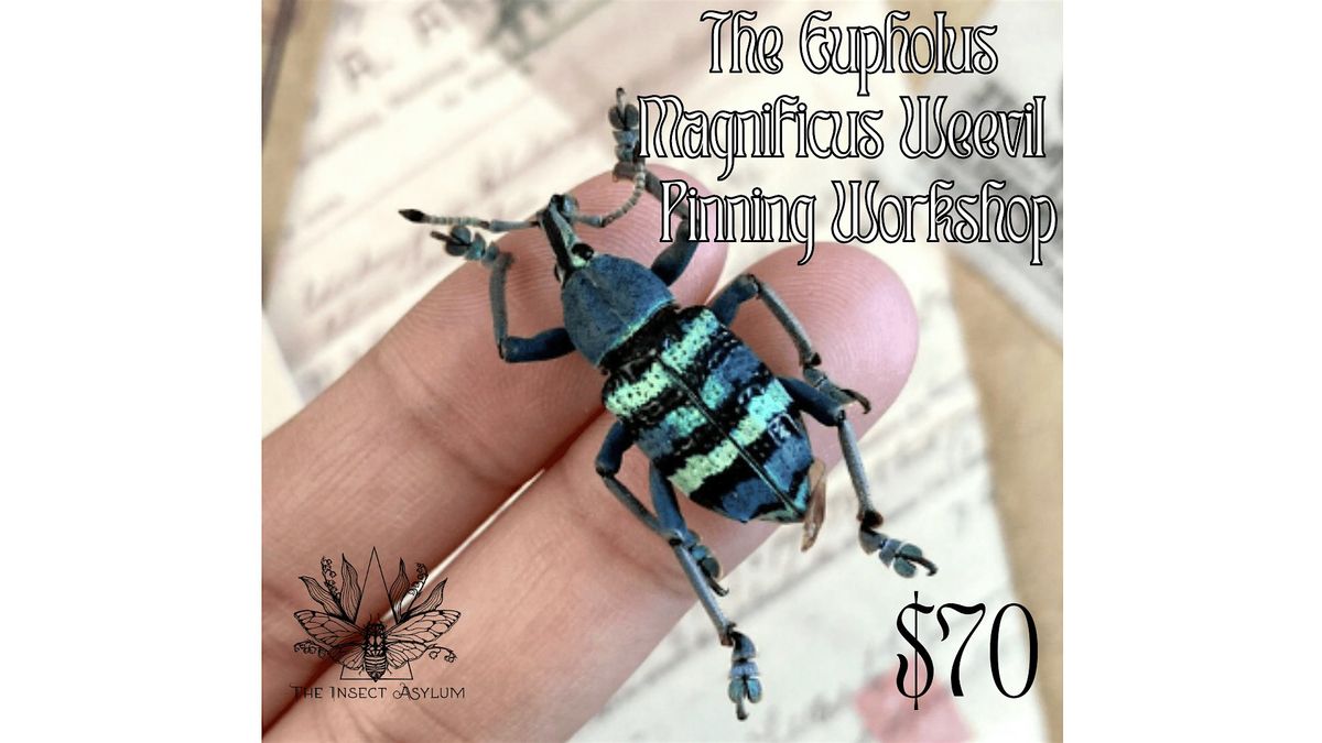Blue Eupholus Magnificus Weevil Pinning Workshop