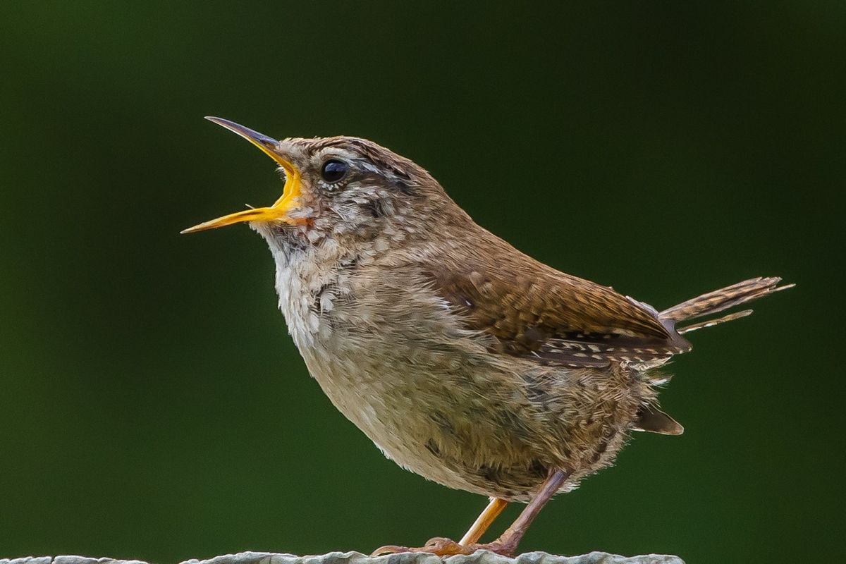 Profs & Pints Richmond: Bird Songs\u2014A Listeners\u2019 Guide