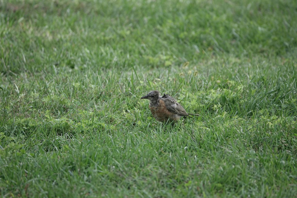 Things are Bad but Birds are Not: Emergency birding sesh w\/ Jen Kepler