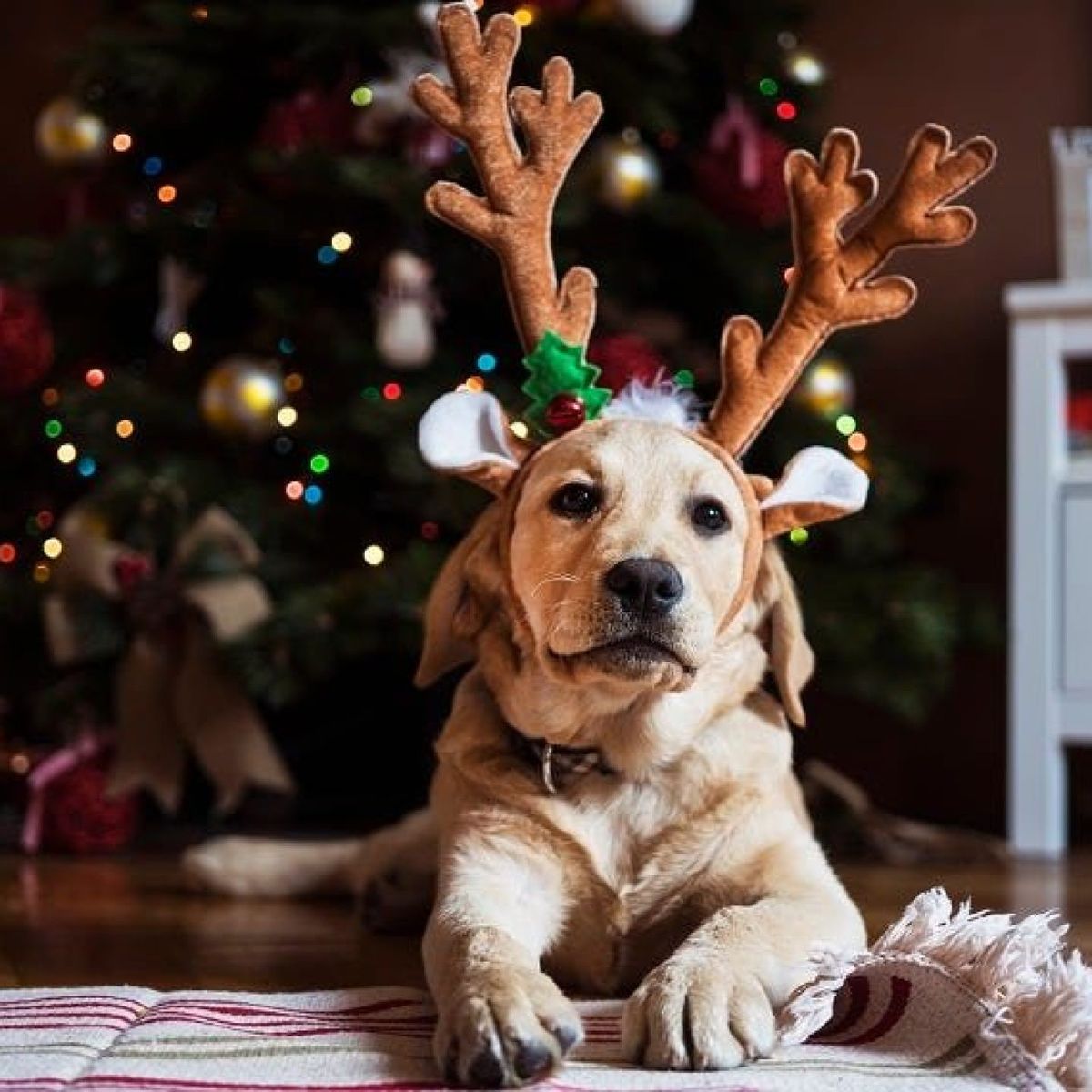 Santa Paws 