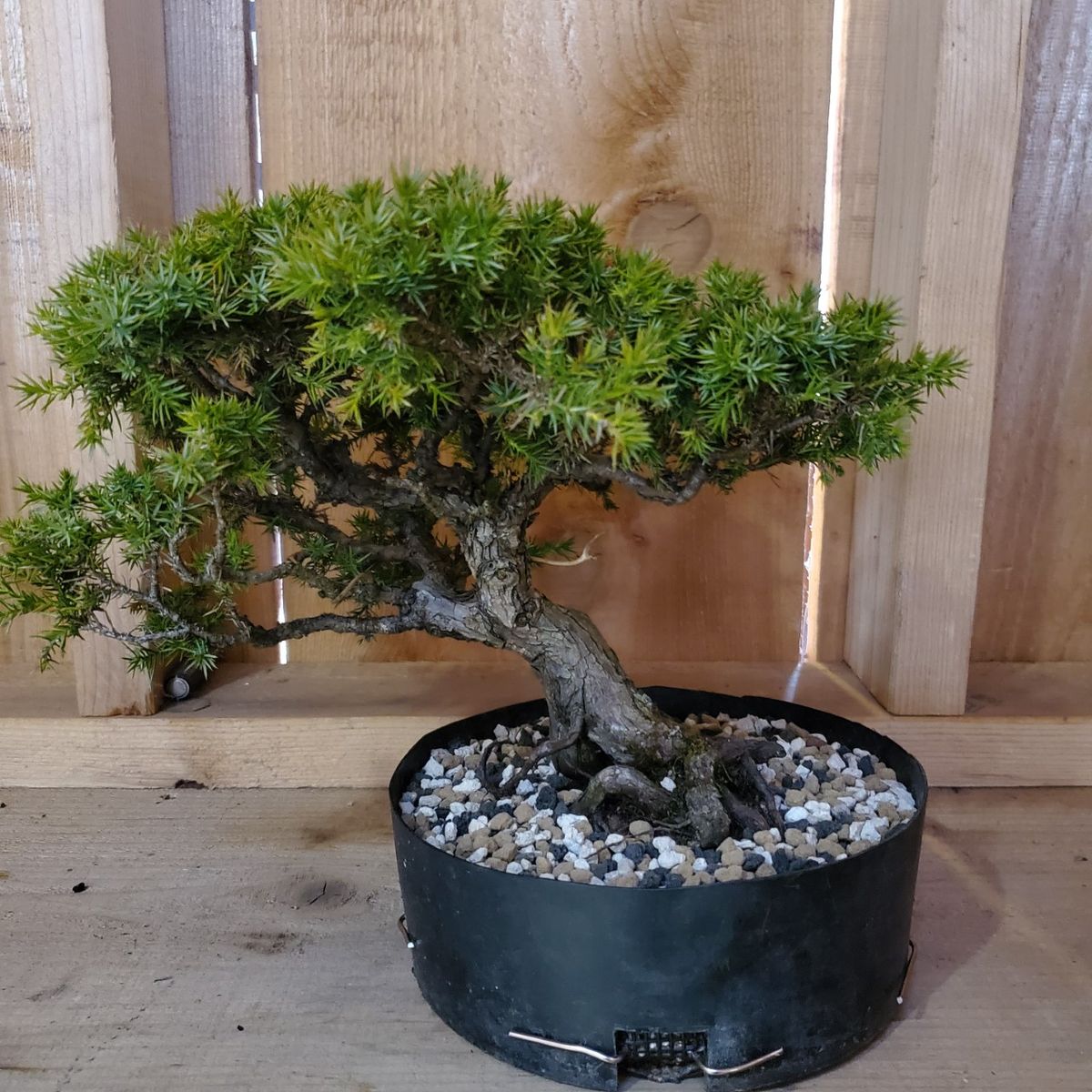 Beginner Bonsai Class