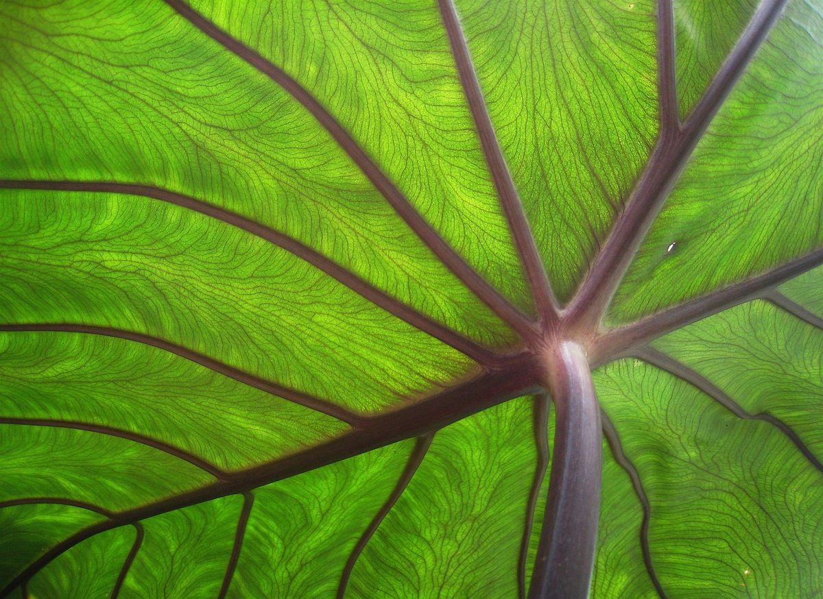 Nature and AI Workshop