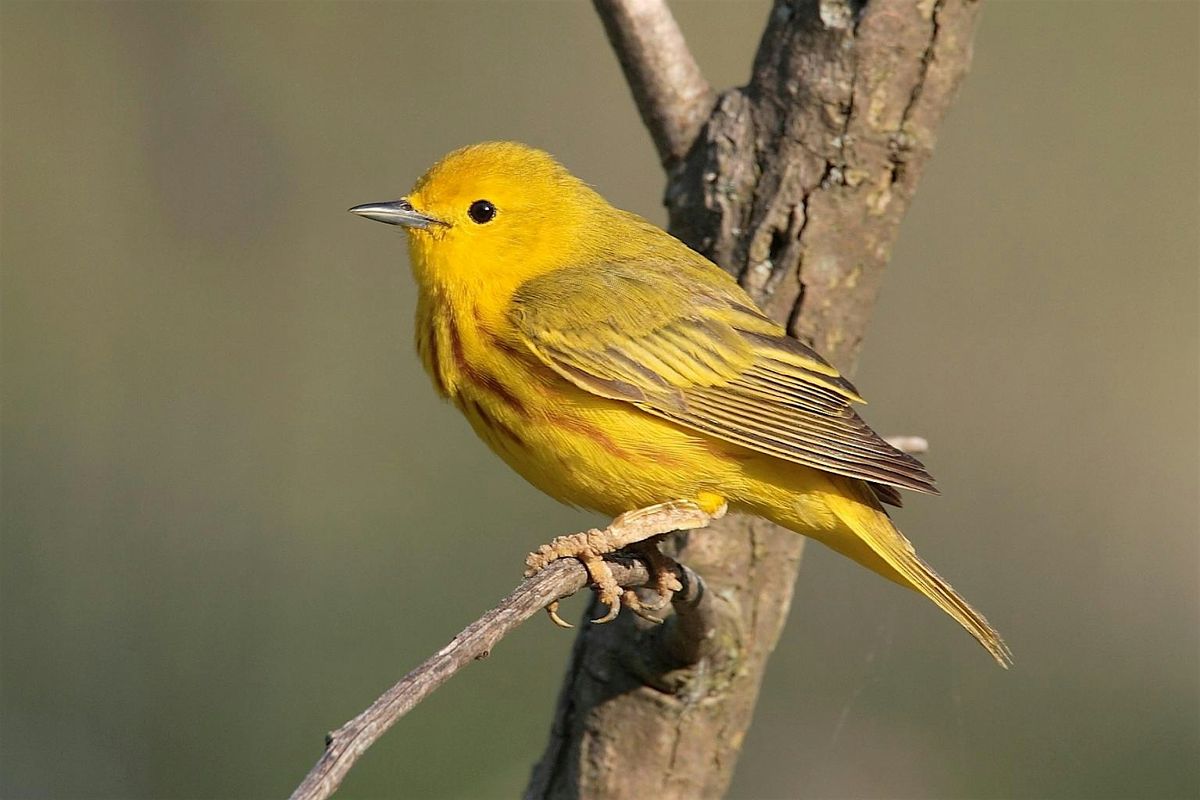 Bird and Breakfast: Adult Program, $4 per adult upon arrival
