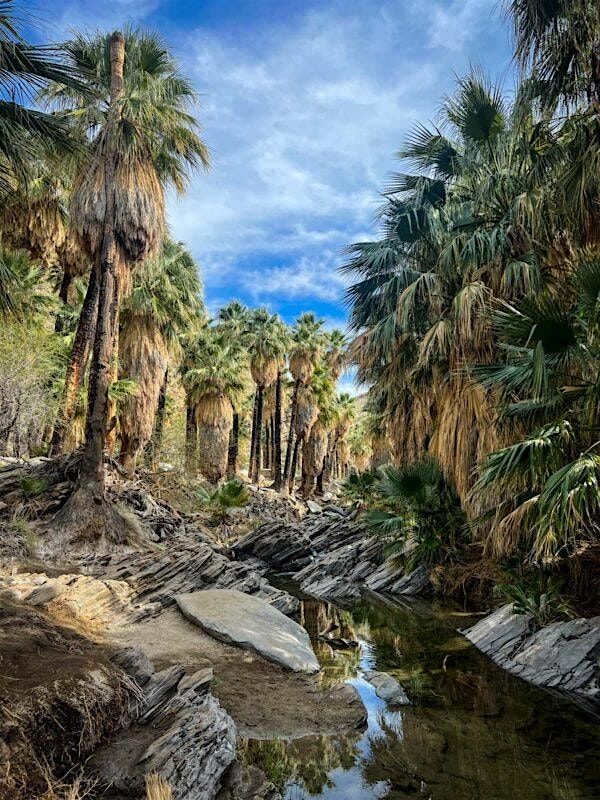 Palm Springs Desert Chapter - Indian Canyons Palm Springs Paint\/Sculpt-Out