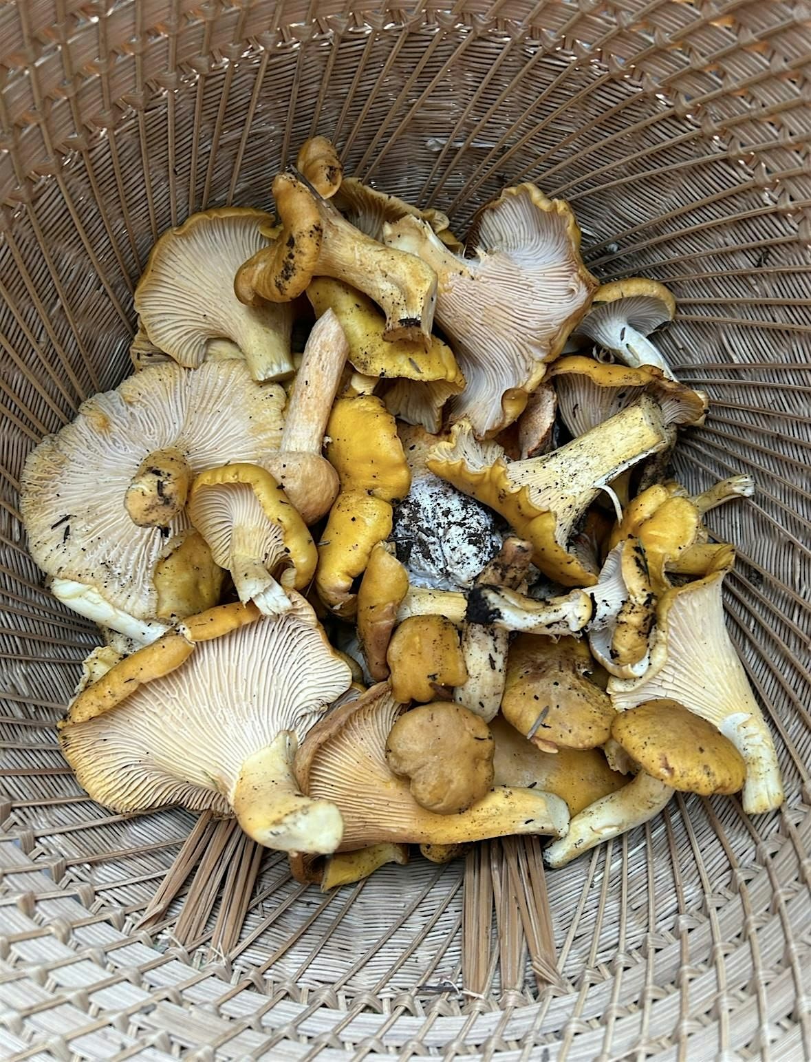 Autumn Community Nature Walk