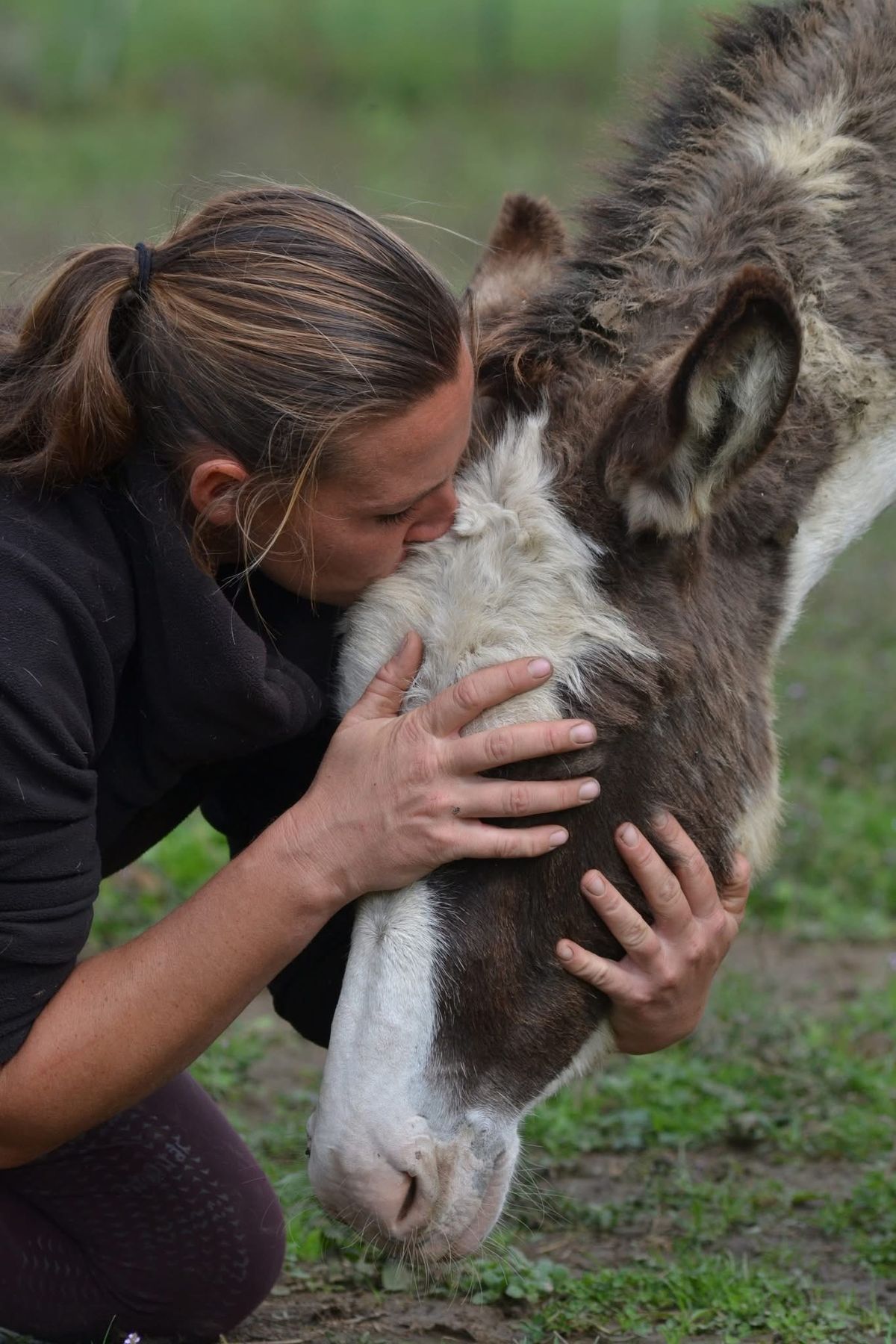 Observer, comprendre et ressentir le cheval m\u00e9diateur 