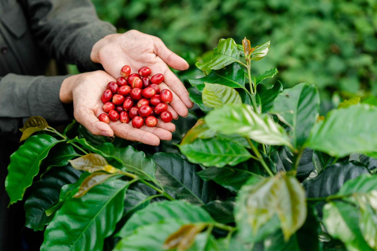 SCA Expo - Women Produced Coffee Cupping