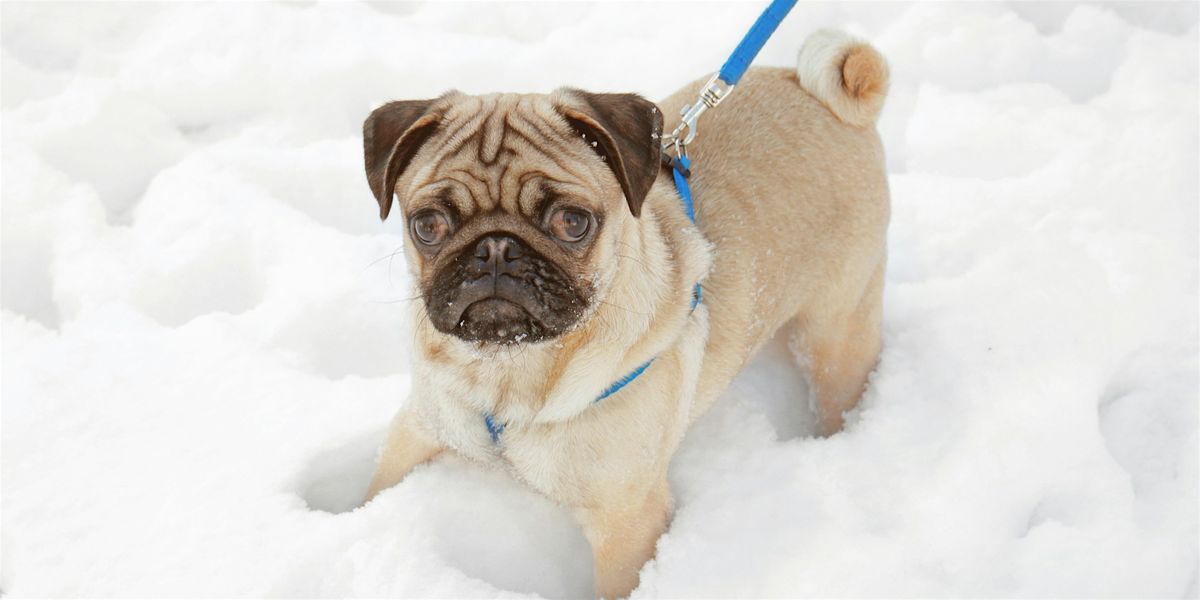 Woofs and Waterfalls