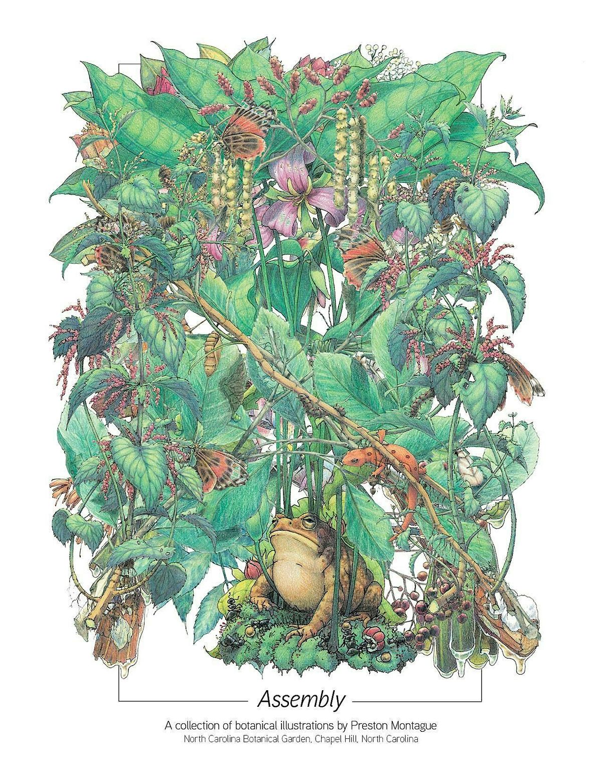 The Nature of Drawing + Flora of the Southeastern United States