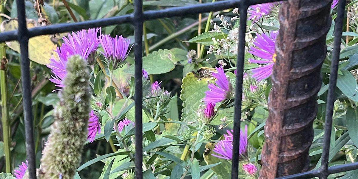 Prospect Park Pollinators, Weeds, Seeds, Water(ways)