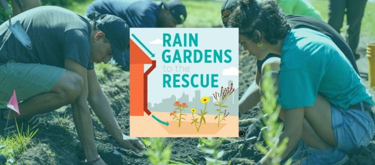 Dearborn South End Rain Gardens to the Rescue