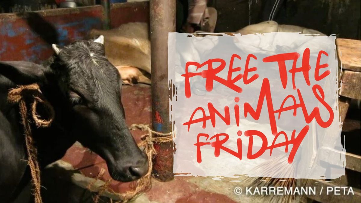 San Diego, CA: 'Free the Animals' Friday!