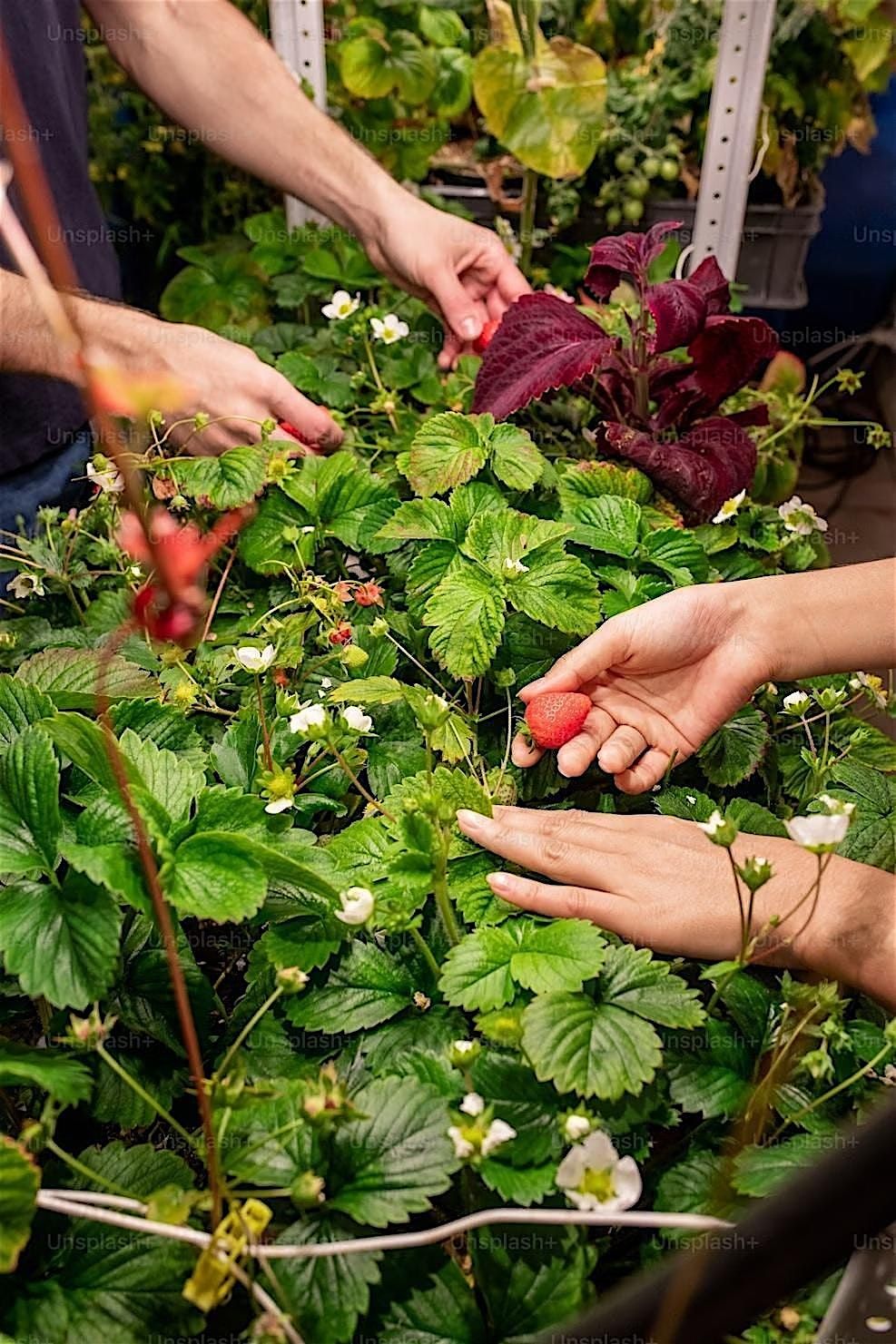 Grow & Preserve: A Hands-On Gardening Workshop