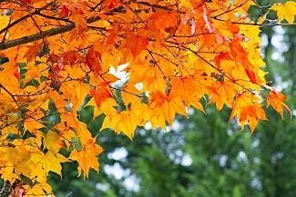 Native Plant Ordinances and their Potential Impacts - Virtual Workshop