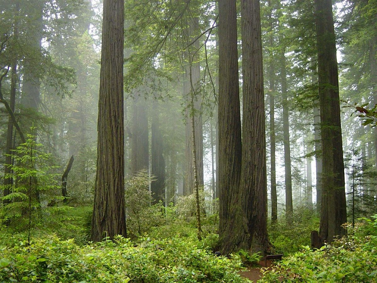 Springtime in the Redwoods