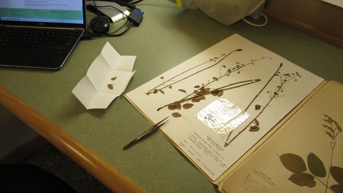 The Native Plant Trust Herbarium: Writing the Unknown