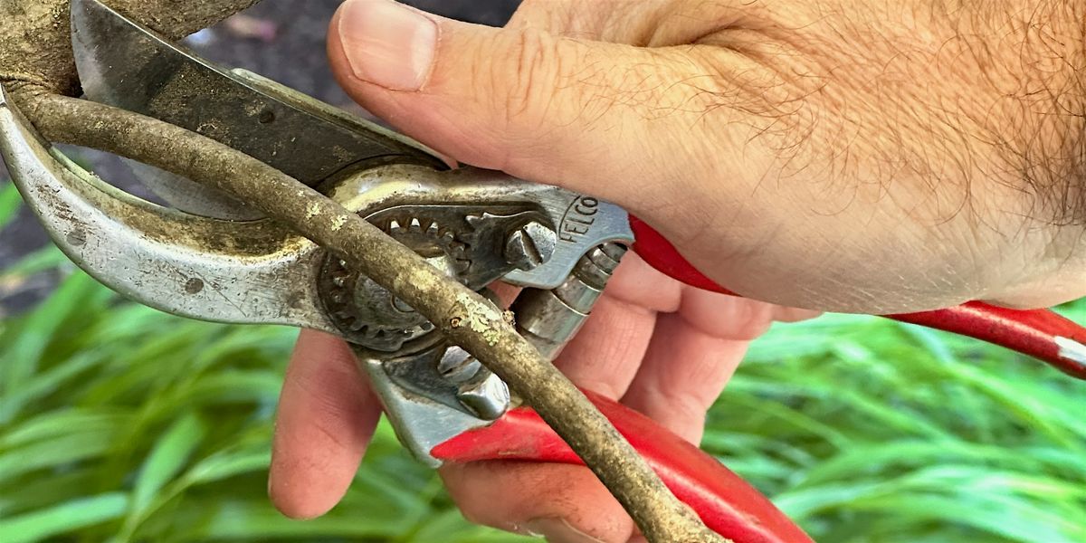 Pruning Basics