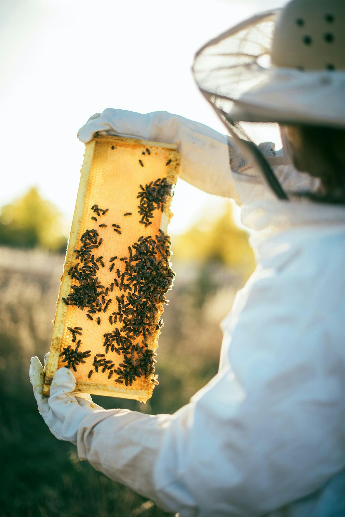 Beginner Beekeeping Class - Hive Dive