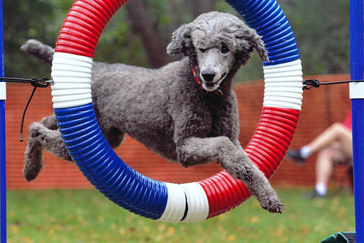 AKC Agility Trial by LDTC