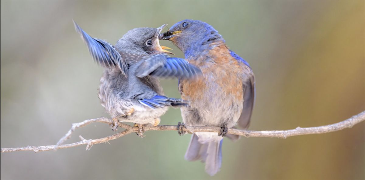 "For the Birds" Concert