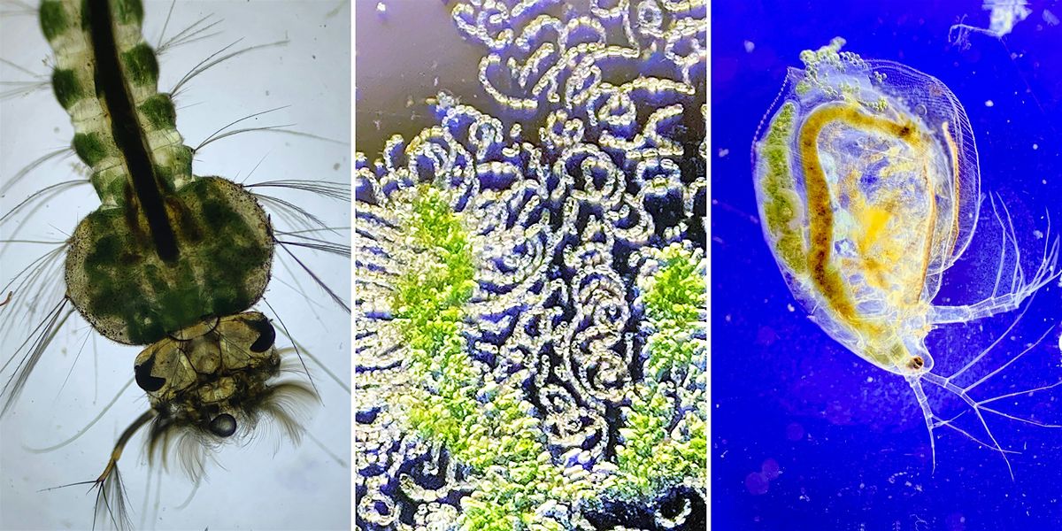 The Microscopic Life of Pennsylvania Waters