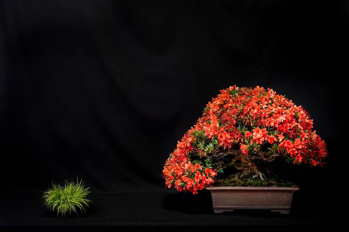 Cleveland Bonsai Club Spring Show