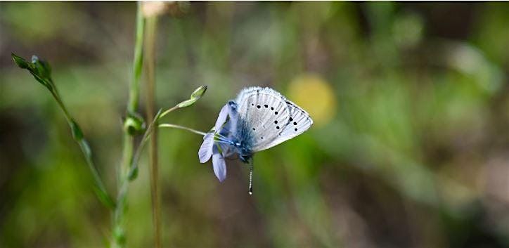 Searching for Xerces\u2019 Successor: Silvery Blue Butterflies in SF