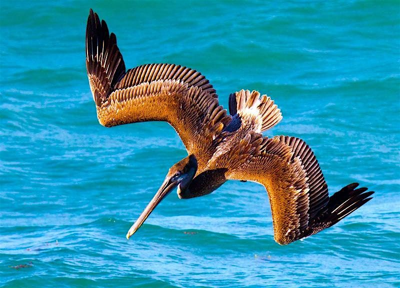 FIELD TRIP: Pelican Island National Wildlife Refuge