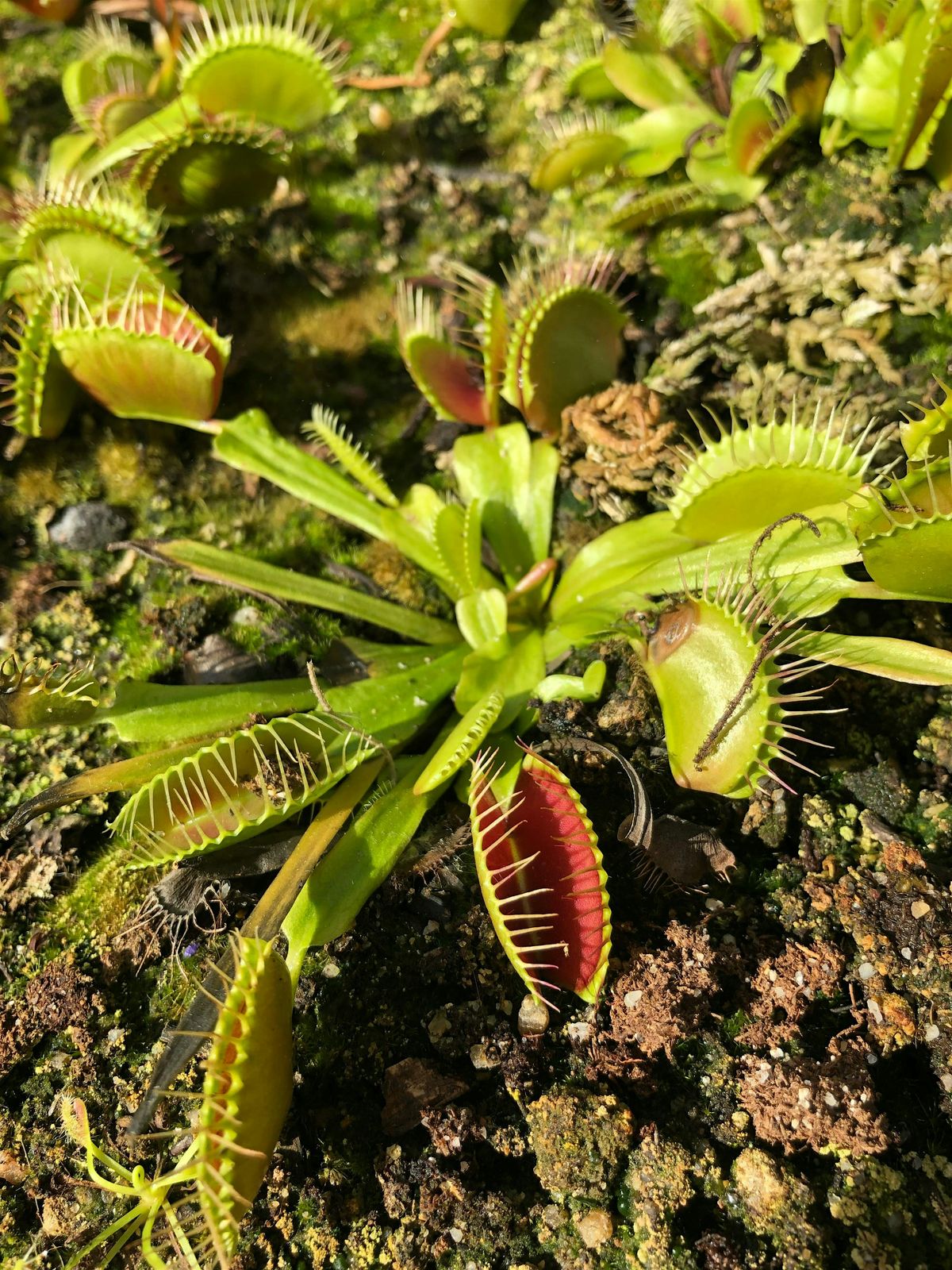 Carnivorous Plant & Bog Garden Workshop