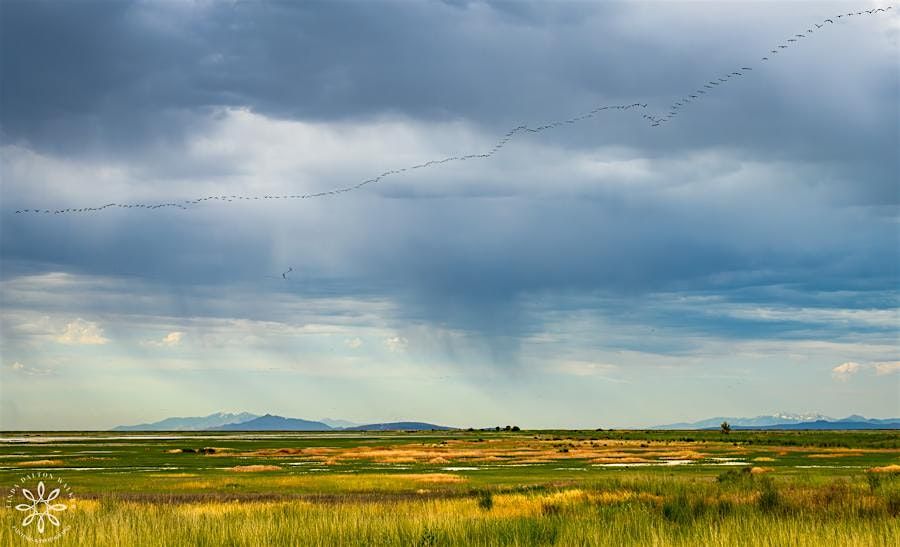 \u201cWater Pilgrimage: Where the Rivers End\u201d -  Great Salt Lake Art Exhibit