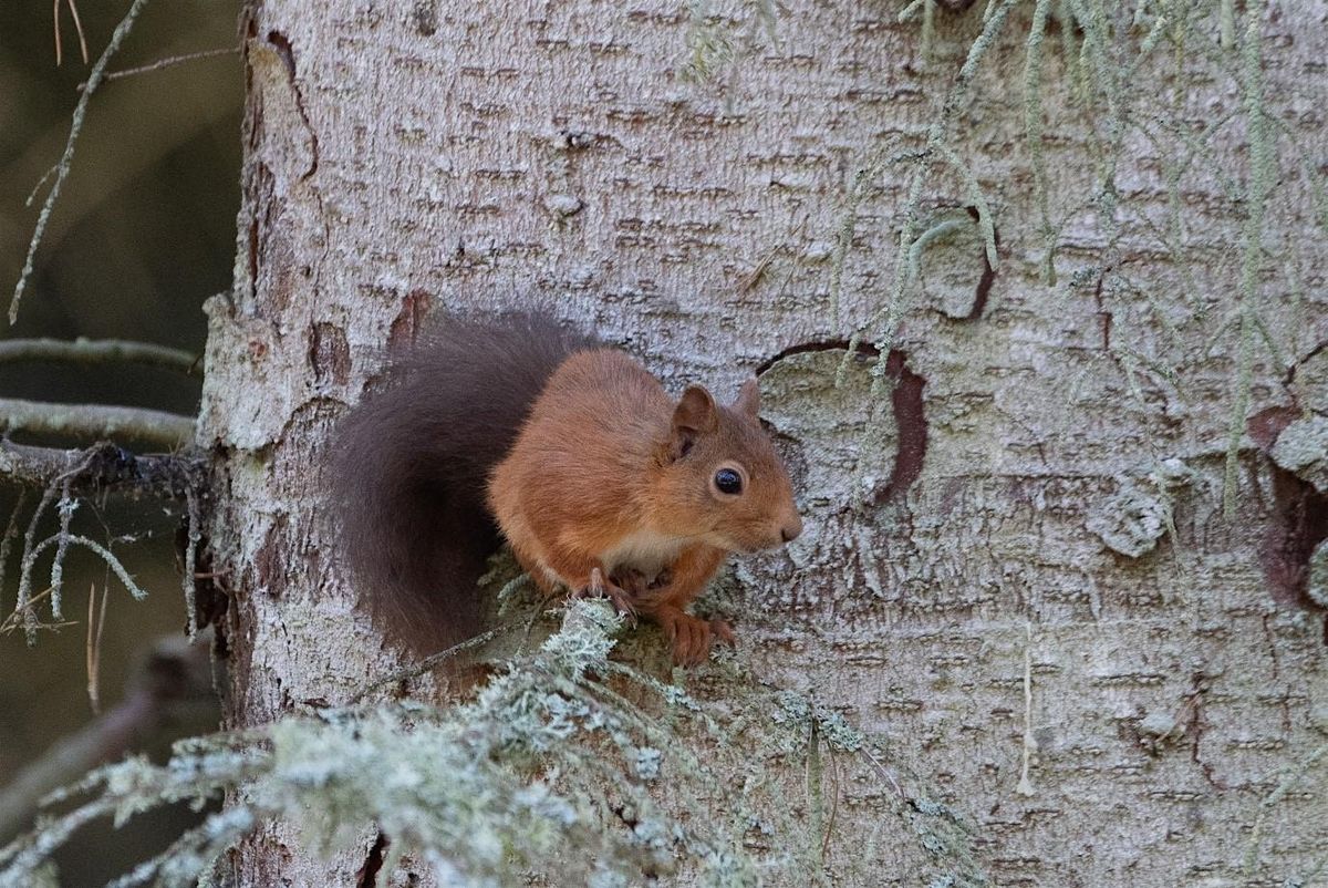 Squirrel Spotting Safari & Squirrel Woodland Management