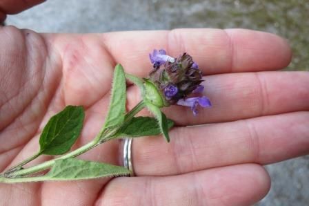 Medicinal Herb Workshop (Summer Session)