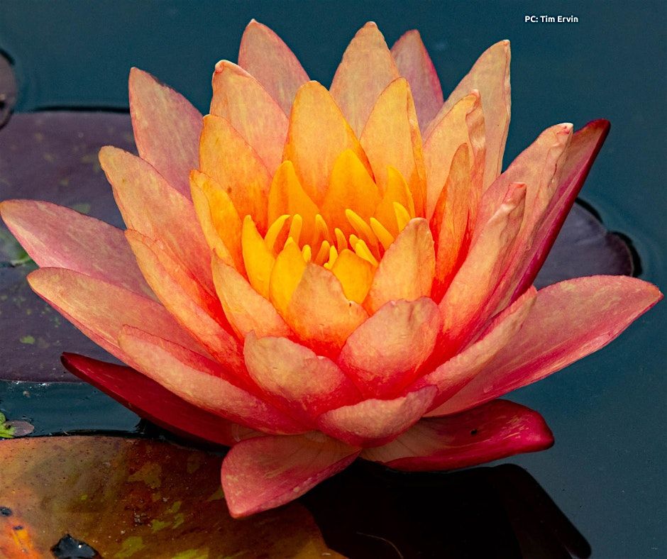 Somatic Practices and Healing w\/ Third Bloom Consulting 10\/4 at 8:30am