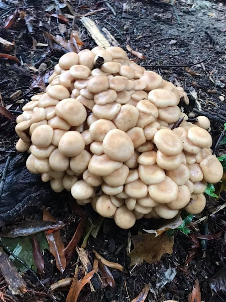 Fall Fungi Forage