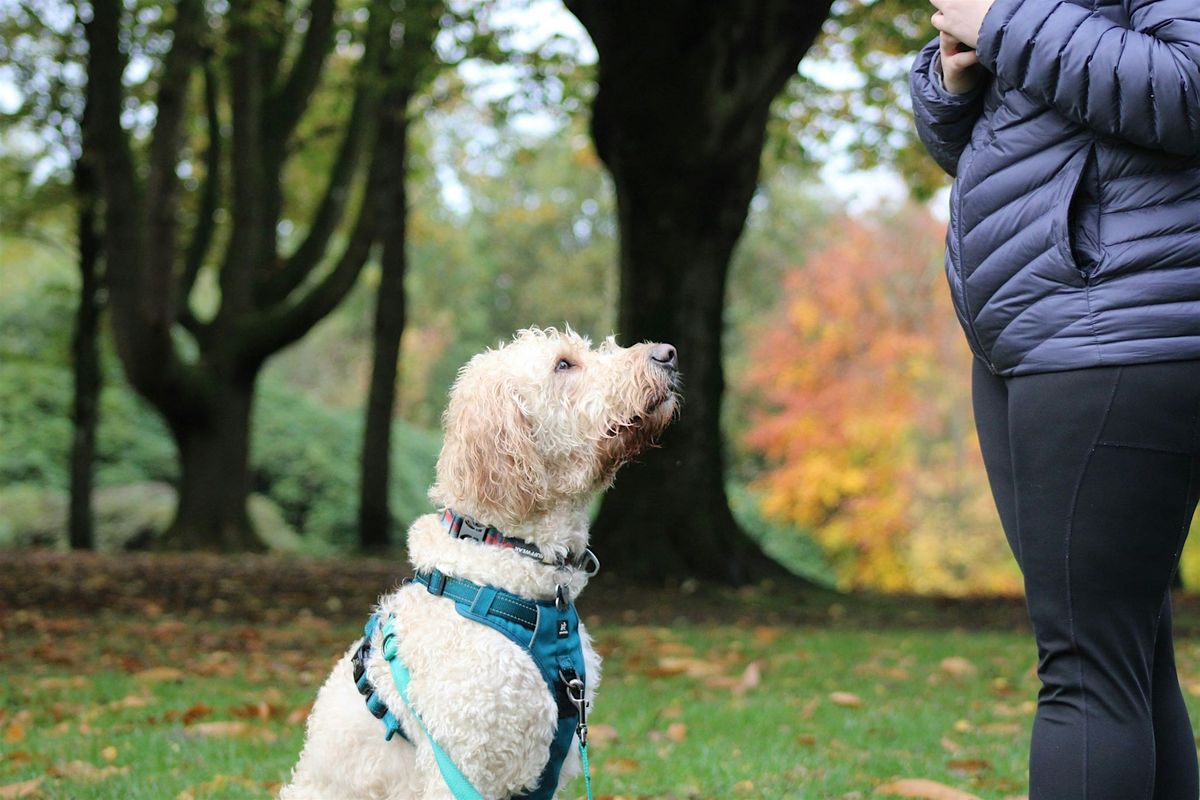 BoxingDay Walk - Sir Thomas And Lady Dixon Belfast