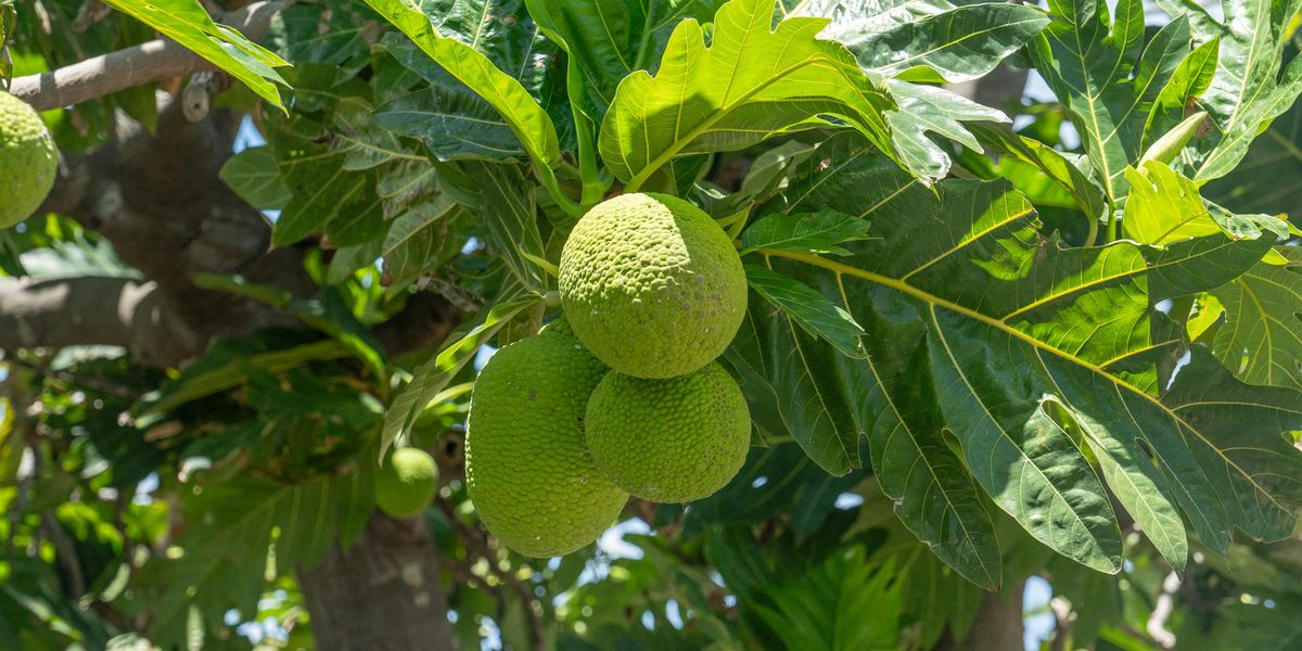 L\u0101 \u02bbUlu 2025 (Breadfruit Day)