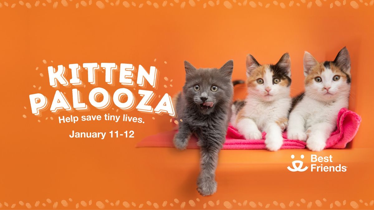 Houston: Kittenpalooza