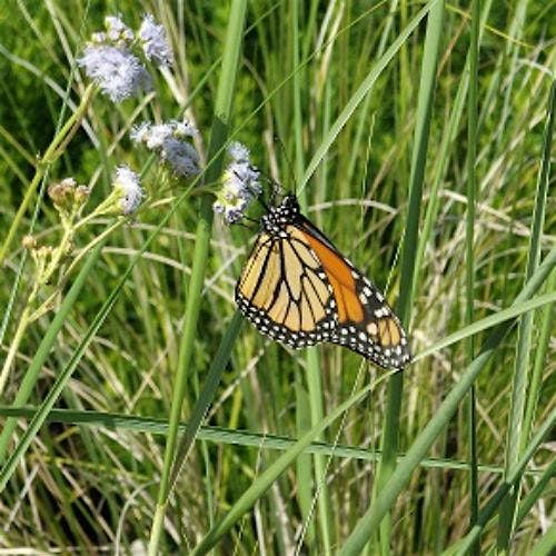 Ask a Florida-Friendly Gardener