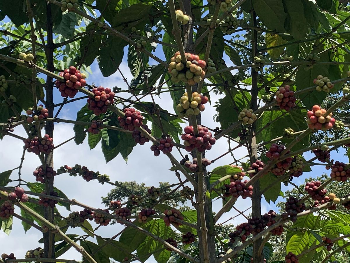 Seed to Cupping - October 1, 2025