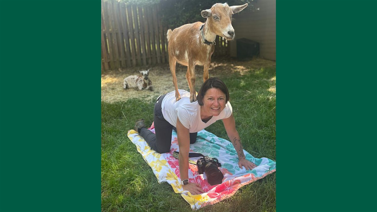 Goat Yoga in Arlington (Indoor)