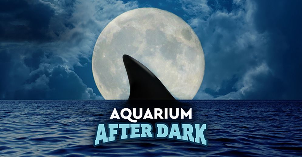 Aquarium After Dark