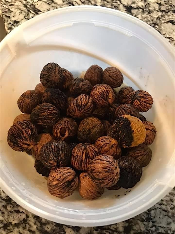 Fall Forest Treasures: Fungi & Nut Foraging Expedition