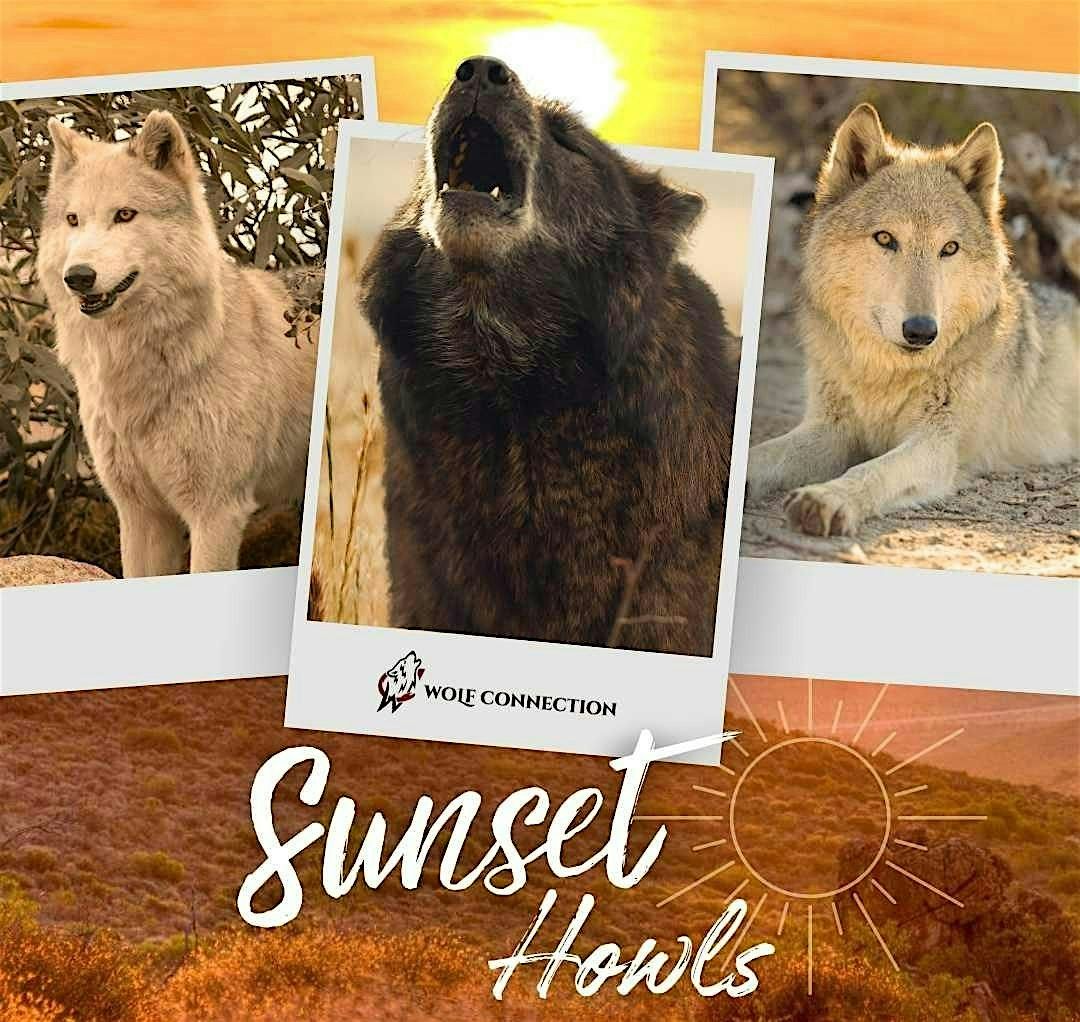 Sunset Howls
