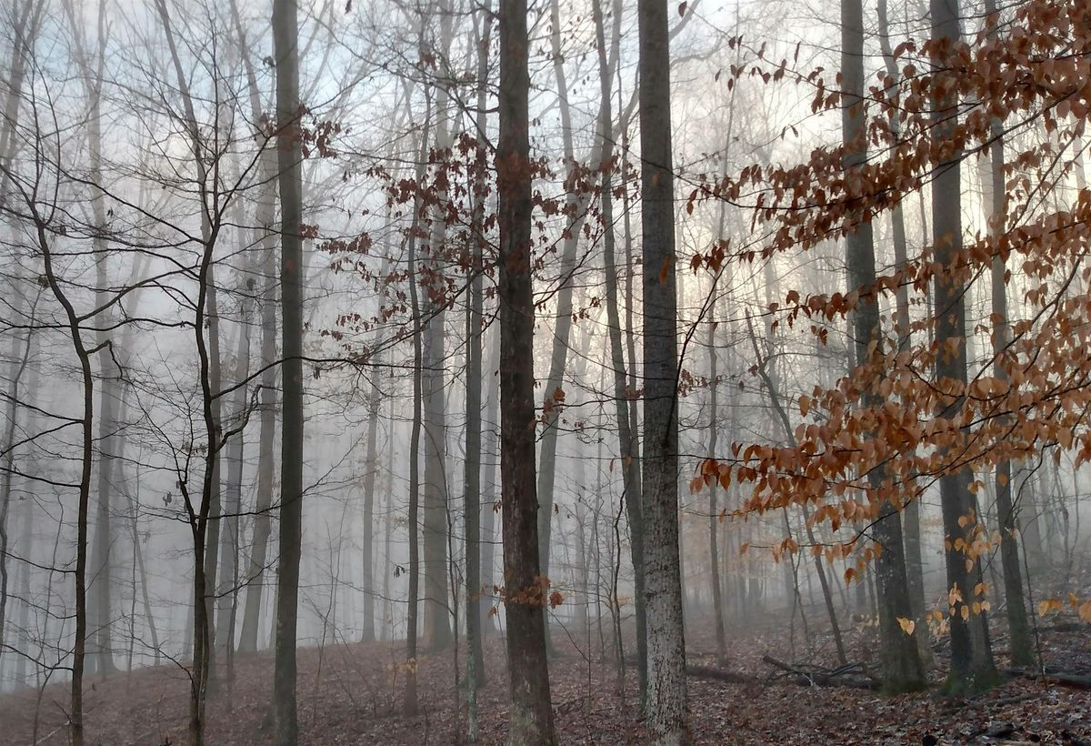 Winter Tree ID with Scenic City Arborists