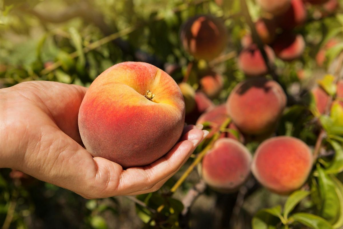 Got Peaches?